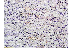 Formalin-fixed and paraffin embedded mouse stomach labeled with Anti-TFF2 Polyclonal Antibody, Unconjugated (ABIN736403) followed by conjugation to the secondary antibody and DAB staining (Trefoil Factor 2 antibody  (AA 51-129))