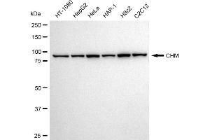 anti-Choroideremia (Rab Escort Protein 1) (CHM) antibody