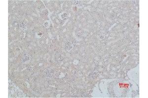 Immunohistochemistry (IHC) analysis of paraffin-embedded Mouse Kidney Tissue using HSC 70 Polyclonal Antibody. (Hsc70 antibody)