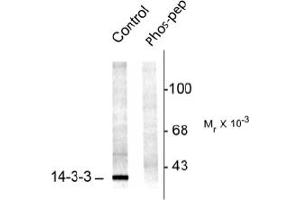 Image no. 1 for anti-14-3-3 alpha + beta (YWHAB) (pSer58) antibody (ABIN372585) (YWHAB antibody  (pSer58))
