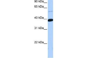WB Suggested Anti-ZNF562 Antibody Titration:  0. (ZNF562 antibody  (Middle Region))