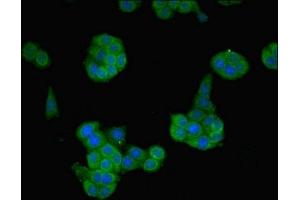 Immunofluorescent analysis of PC-3 cells using ABIN7161468 at dilution of 1:100 and Alexa Fluor 488-congugated AffiniPure Goat Anti-Rabbit IgG(H+L) (Neurotrophin 4 antibody  (AA 82-210))