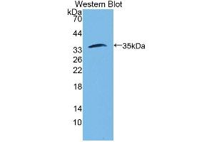 Figure. (FSTL1 antibody  (AA 21-308))
