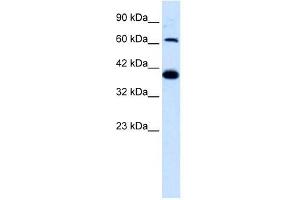 GRIK2 antibody used at 1. (GRIK2 antibody  (N-Term))