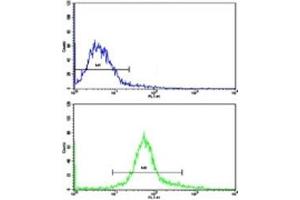 Flow cytometric analysis of HeLa cells using NANOG antibody (bottom histogram) compared to a negative control (top histogram). (Nanog antibody  (AA 94-123))