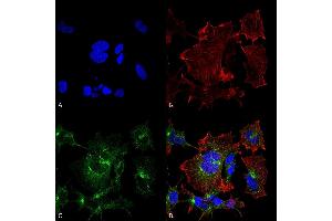 Immunocytochemistry/Immunofluorescence analysis using Mouse Anti-NPAS4 Monoclonal Antibody, Clone S408-79 (ABIN2485819). (NPAS4 antibody  (AA 597-802) (HRP))