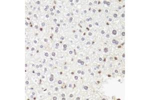 Immunohistochemistry of paraffin-embedded mouse liver using POLR2B antibody (ABIN5973522) at dilution of 1/100 (40x lens). (POLR2B antibody)