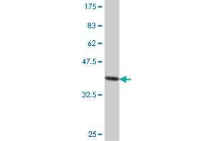 Western Blot detection against Immunogen (38. (IDI1 antibody  (AA 175-283))