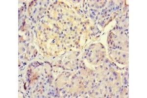 Immunohistochemistry of paraffin-embedded human pancreatic tissue using ABIN7158316 at dilution of 1:100 (LHFPL1 antibody  (AA 21-85))