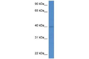 WB Suggested Anti-Wdr5 Antibody   Titration: 1. (WDR5 antibody  (C-Term))