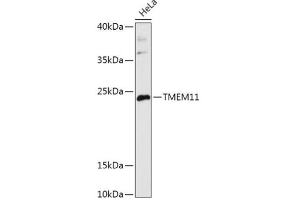 TMEM11 antibody  (AA 1-80)