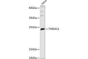 TMEM11 Antikörper  (AA 1-80)