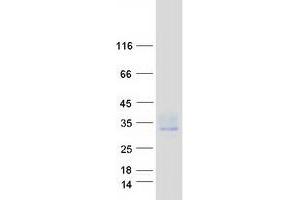 Validation with Western Blot (Tetraspanin 15 Protein (TSPAN15) (Myc-DYKDDDDK Tag))