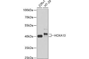 Western blot analysis of extracts of various cell lines, using HOX antibody (999) at 1:1000 dilution. (HOXA13 antibody  (AA 140-320))