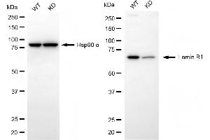 Western blotting analysis using lamin B1 antibody (ABIN7799231).