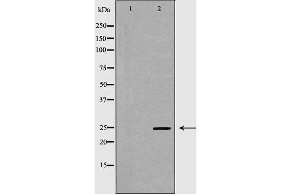 GPX5 antibody  (Internal Region)
