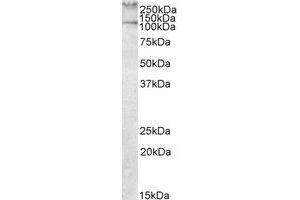 Image no. 1 for anti-Talin 1 (TLN1) (AA 1695-1708) antibody (ABIN477971) (TLN1 antibody  (AA 1695-1708))