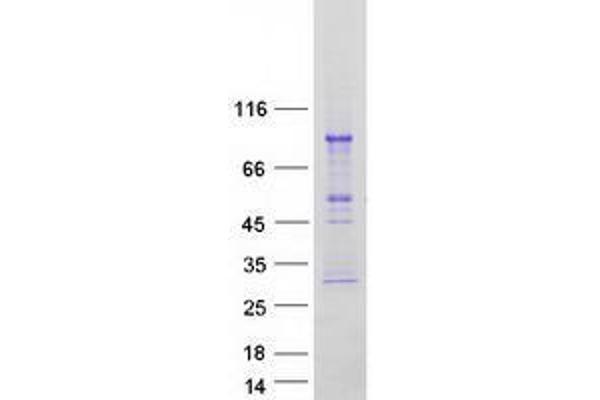 TRAFD1 Protein (Transcript Variant 1) (Myc-DYKDDDDK Tag)