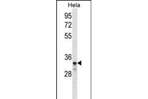 LDLRAD2 Antibody (Center) (ABIN656521 and ABIN2845790) western blot analysis in Hela cell line lysates (35 μg/lane). (LDLRAD2 antibody  (AA 132-160))