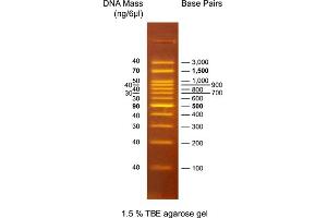 Agarose Gel Electrophoresis (AGE) image for OneMARK 100 DNA Ladder (ABIN2868514) (OneMARK 100 DNA Ladder)