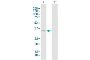 Western Blot analysis of DCUN1D1 expression in transfected 293T cell line by DCUN1D1 MaxPab polyclonal antibody. (DCUN1D1 antibody  (AA 1-259))