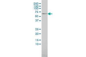 TAB1 antibody  (AA 1-504)