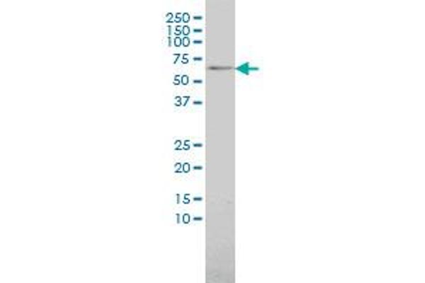 TAB1 antibody  (AA 1-504)