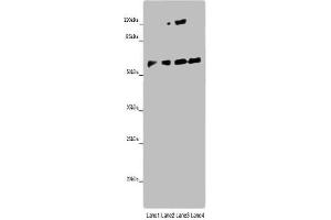Western blot All lanes: ANGPTL2 antibody at 8 μg/mL Lane 1: Mouse spleen tissue Lane 2: K562 whole cell lysate Lane 3: Hela whole cell lysate Lane 4: A549 whole cell lysate Secondary Goat polyclonal to rabbit IgG at 1/10000 dilution Predicted band size: 58, 23 kDa Observed band size: 58 kDa (ANGPTL2 antibody  (AA 23-493))