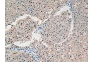 Figure. (RNASE4 antibody  (AA 30-147))