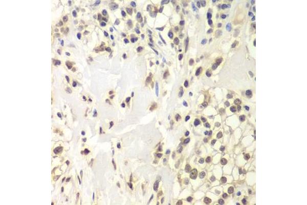 USP7 antibody  (AA 206-1102)