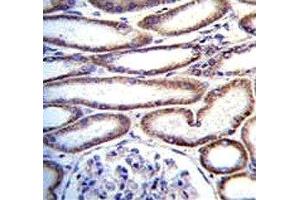 MUC20 antibody immunohistochemistry analysis in formalin fixed and paraffin embedded human kidney tissue. (MUC20 antibody  (AA 654-684))