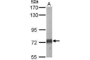 WB Image Sample (50 ug of whole cell lysate) A: Mouse brain 7. (PTPN11 antibody  (C-Term))