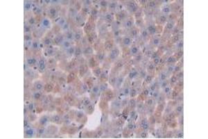 IHC-P analysis of Mouse Liver Tissue, with DAB staining. (DPP4 antibody  (AA 29-178))