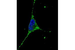 Fluorescent confocal image of SY5Y cells stained with PODXL (C-term) antibody. (PODXL antibody  (C-Term))