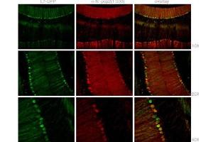 Staining with Mouse Pcp2 Antibody (N-term) (ABIN1882110 and ABIN2840757) was colocalized with GFP in most of the Purkinje cells with low background in 1:500 dilution condition. (Pcp2 antibody  (N-Term))