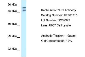 Western Blotting (WB) image for anti-TNFAIP3 Interacting Protein 1 (TNIP1) (N-Term) antibody (ABIN2788877)