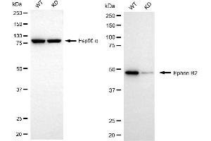 Western blotting analysis using ephrin B2 antibody (ABIN7798458).