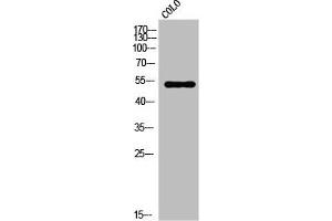 Western Blot analysis of COLO cells using VRK3 Polyclonal Antibody (VRK3 antibody  (Internal Region))