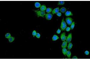 IF analysis of CD55 using anti-CD55 antibody (ABIN3043393). (CD55 antibody  (AA 35-347))