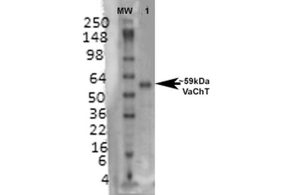SLC18A3 抗体  (AA 521-532)