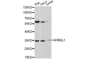 Western blot analysis of extracts of various cell lines, using GNB2L1 antibody. (GNB2L1 antibody)