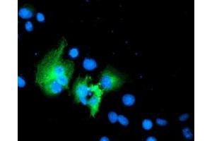Anti-WWTR1 mouse monoclonal antibody (ABIN2454926) immunofluorescent staining of COS7 cells transiently transfected by pCMV6-ENTRY WWTR1 (RC204082). (WWTR1 antibody)