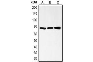Western blot analysis of CD200R expression in HL60 (A), CCRFCEM (B), AML193 (C) whole cell lysates. (CD200R1 antibody  (C-Term))