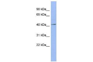 WB Suggested Anti-ELAVL4 Antibody Titration:  0. (ELAVL4 antibody  (N-Term))