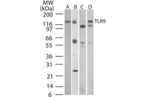 Western blot analysis of TLR9 in A) human PBMC, B) human intestine, C) mouse intestine and D) rat intestine tissue lysates using TLR9 monoclonal antibody, clone 26C593. (TLR9 antibody  (AA 268-300))