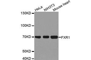 Western Blotting (WB) image for anti-Fragile X Mental Retardation, Autosomal Homolog 1 (FXR1) antibody (ABIN1876971) (FXR1 antibody)