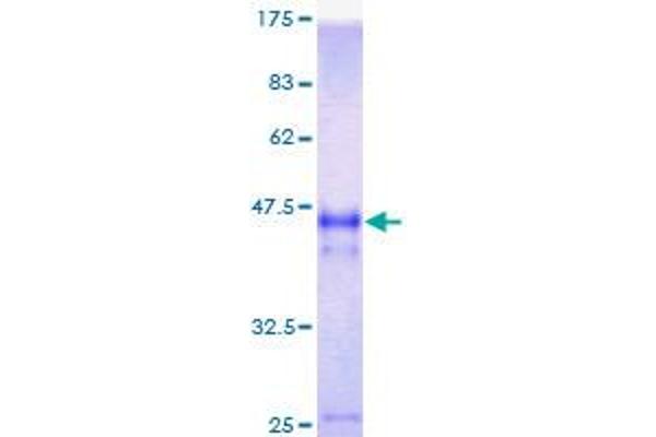 ATG12 Protein (AA 1-74) (GST tag)