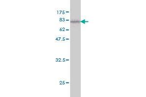 Western Blot detection against Immunogen (74. (FUCA1 antibody  (AA 23-461))