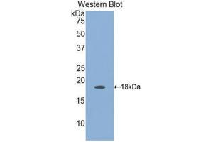 Western Blotting (WB) image for anti-Angiopoietin 2 (ANGPT2) (AA 24-165) antibody (ABIN1171925) (Angiopoietin 2 antibody  (AA 24-165))
