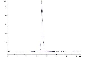 The purity of Biotinylated Human CSF2R is greater than 95 % as determined by SEC-HPLC. (CSF2RA Protein (His-Avi Tag,Biotin))